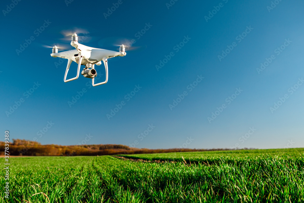 drone quad copter on green corn field - obrazy, fototapety, plakaty 