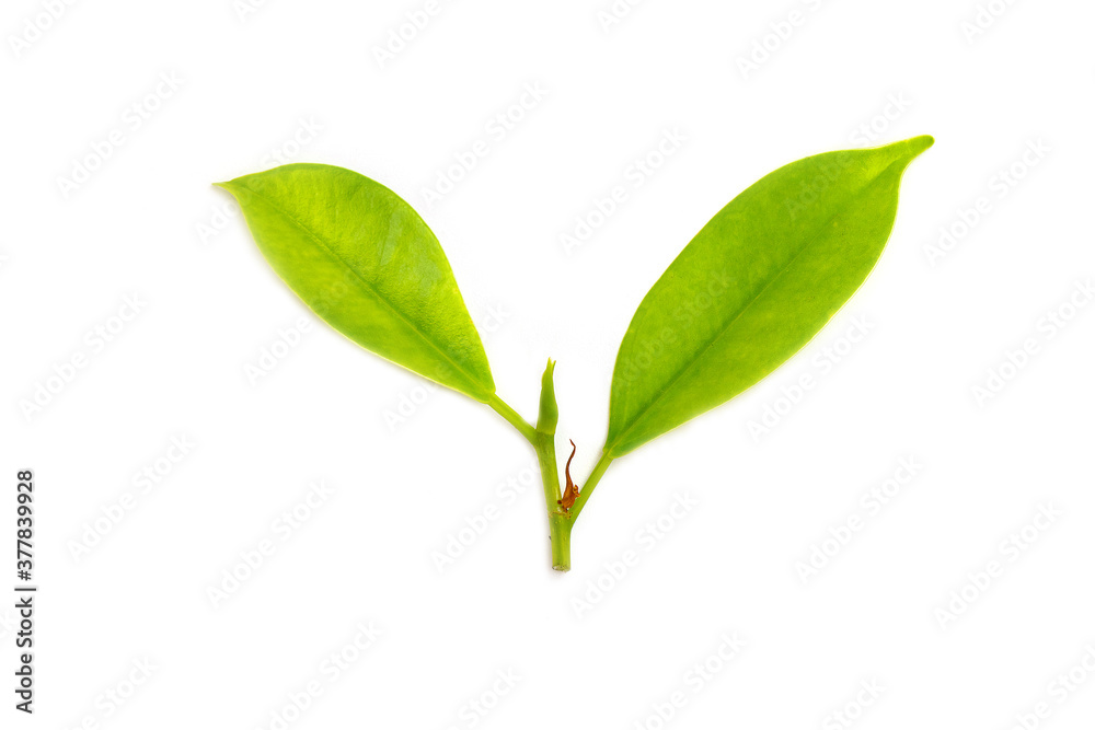 leaves of the Korean banyan on white background