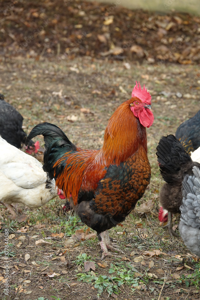 Hühner und Hahn