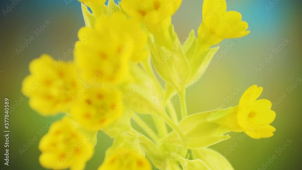 A closer look of the bunch of cowslip plant in the garden A closer look of the bunch of cowslip plant in the garden