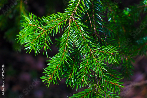 Beautiful green spruce branch in the forest.