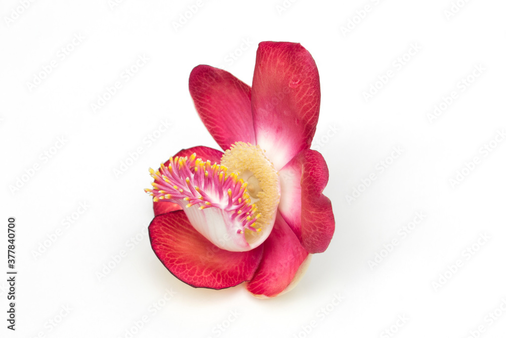 Shorea robusta flower (Dipterocarpaceae) isolated on white background.