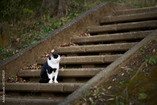 階段のベースで座っている野良猫
