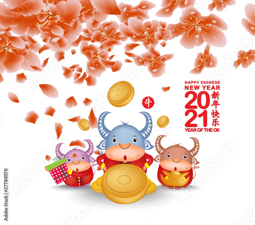 Fototapeta Naklejka Na Ścianę i Meble -  Sakura flowers background. Cherry blossom isolated white background. Chinese new year 2021 Ox (Chinese translation Happy Chinese New Year, Year of Ox)