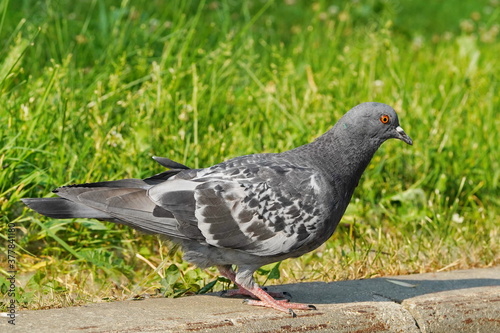 A gray dove walks in a city park.