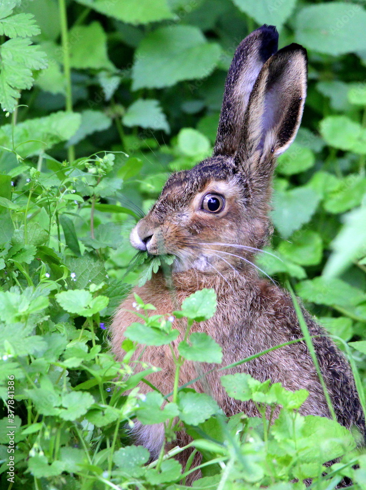 Fototapeta premium A gray wild hare sits in the green grass and looks frightened into the camera.