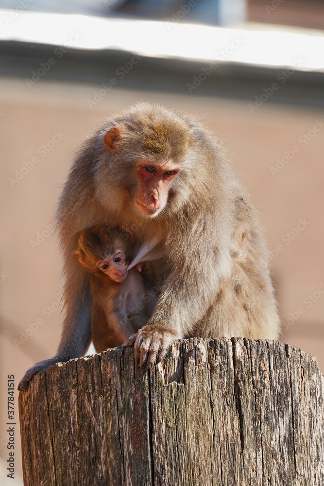 Naklejka premium A Japanese macaque sits on a tree with a baby.