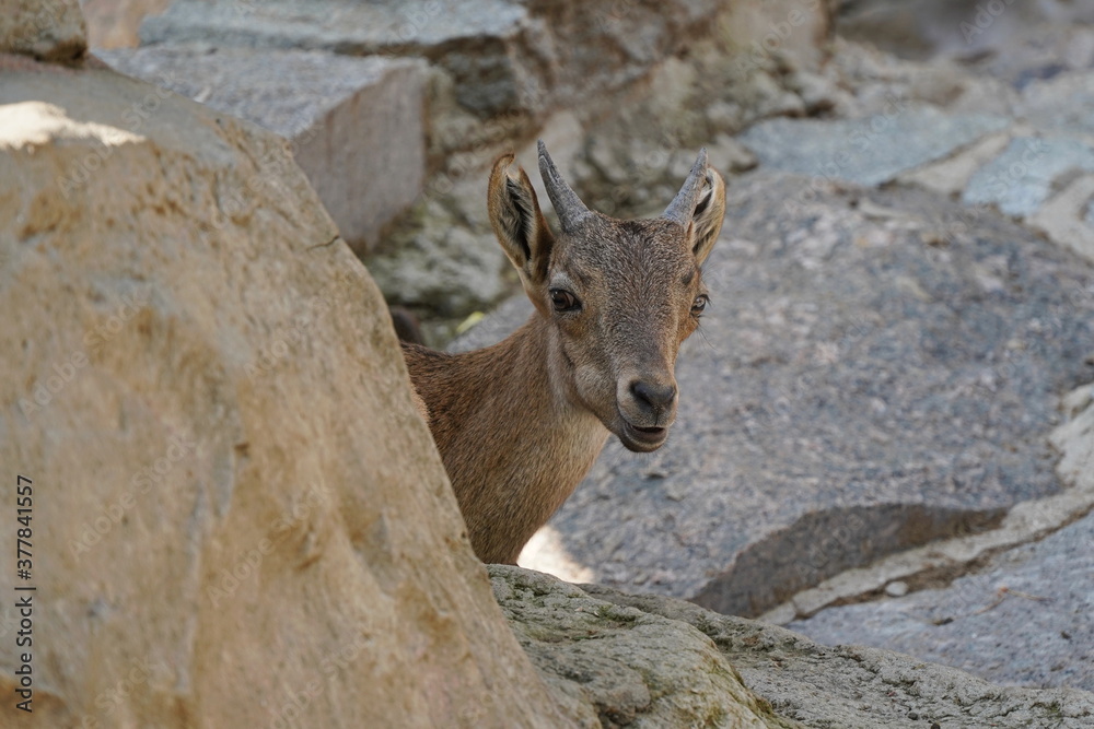 Little roe deer on vacation in the shade.
