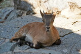 Little roe deer on vacation in the shade.