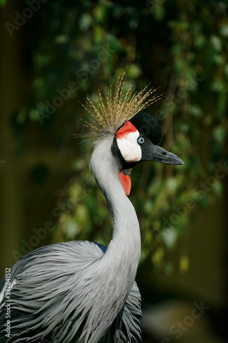 Crowned Crane on a dark background.