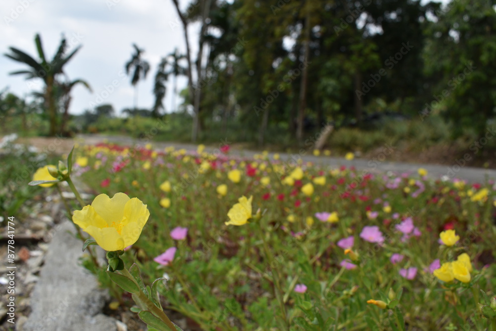 colorful flowers in the park. Yellow flowers with another purple flowers are blooming at a tropical climate. Beautiful. colorful flowers in the park. Yellow flowers with another purple flowers are blooming at a tropical climate. Beautiful.