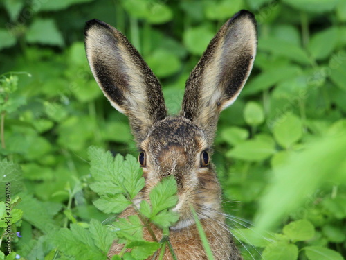 A gray wild hare sits in the green grass and looks frightened into the camera. © Sagittarius_13