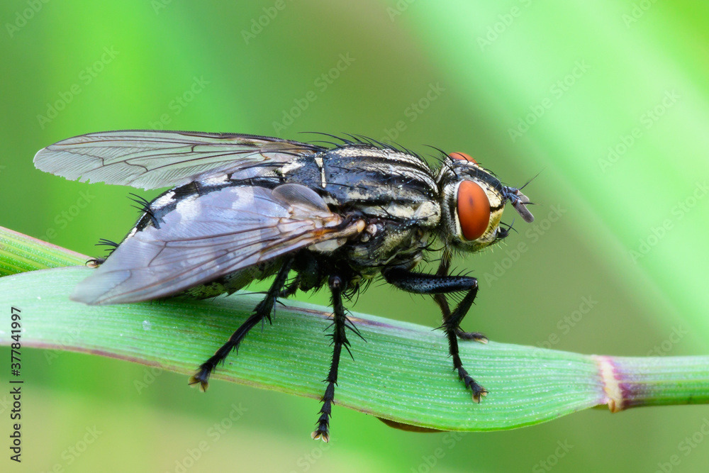 Common flesh fly sitting on a leaf of grass. Side view, closeup. European species Sarcophaga Common flesh fly sitting on a leaf of grass. Side view, closeup. European species Sarcophaga