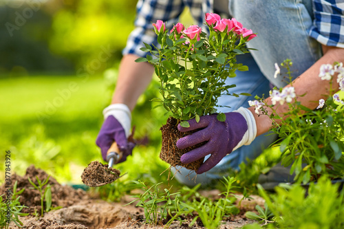 Fototapeta Naklejka Na Ścianę i Meble -  gardening and people concept - woman planting rose flowers at summer garden