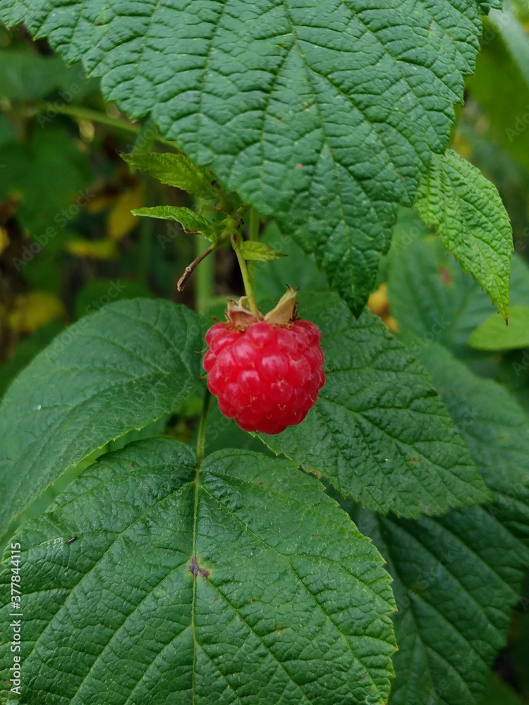 raspberries on a bush in the garden raspberries on a bush in the garden