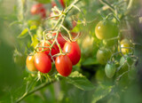 Ripe red tomatoes on the plant.