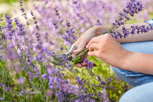 gardening, nature and people concept - young woman with pruner cutting and picking lavender flowers at summer garden