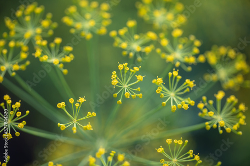 Yellow flowers on dill in the garden.