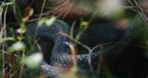 Dice Snake Swims through Marshes of Swamp Thickets and Algae. Natrix The snake crawls out of frame