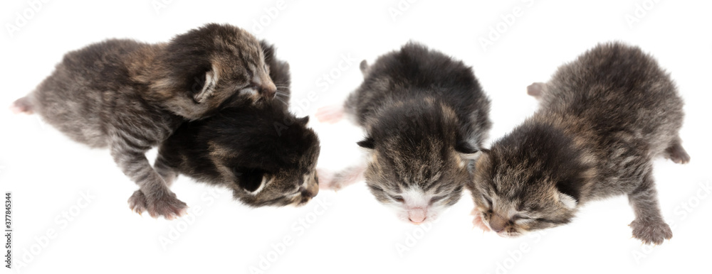 Four newborn kittens isolated on a white background.
