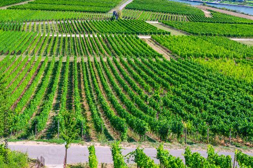 Vineyards green fields landscape with grapevine rows, grape trellis and path road on hills in river Rhine Valley, Rheingau wine region on Roseneck mount near Rudesheim town, State of Hesse, Germany photo