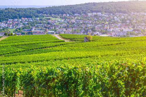 Vineyards green fields landscape with grapevine rows on hills in Rhine Gorge river Rhine Valley  Rheingau wine region Roseneck mount  Rochusberg mount and Bingen town background  State Hesse  Germany