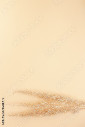 Autumn composition. Dry grass on a beige background. Flat spoon, top view