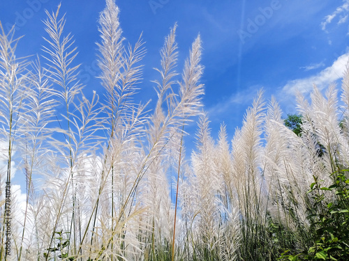 Beautiful silver grass flower with sky background. India.