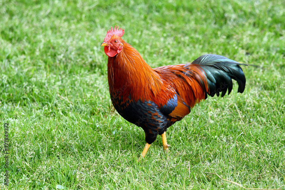 Rooster on a grazing farm