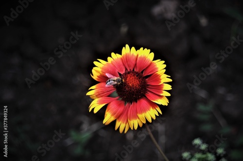 bee on a flower