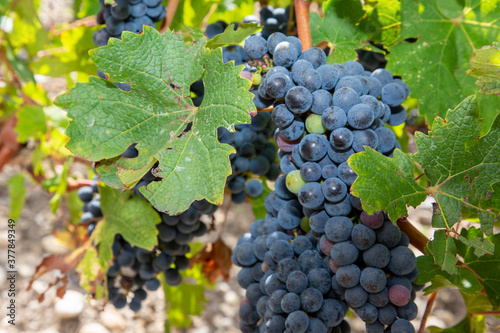 Wallpaper Mural red wine grapes on cordon at wineyard before harvest Torontodigital.ca
