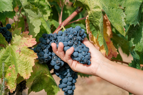 Hand of a young woman picks freshly delicious ripe bunch of grapes on green leaves background. Hand harvesting grapes in the vineyard. Natural products concept. Autumn harvest in grapevine in Spain.