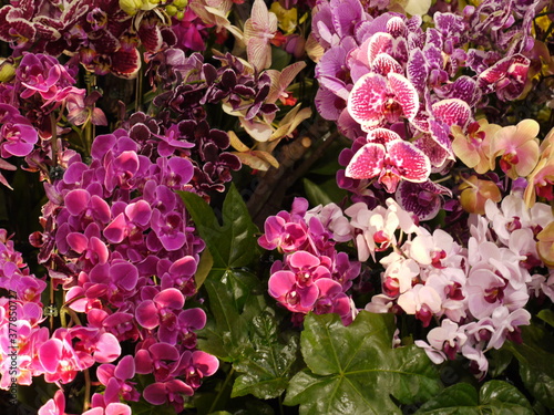 Bunte Orchideen