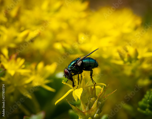 Green bottle fly sitting on yellow flowers in the garden © Gabi Gaasenbeek
