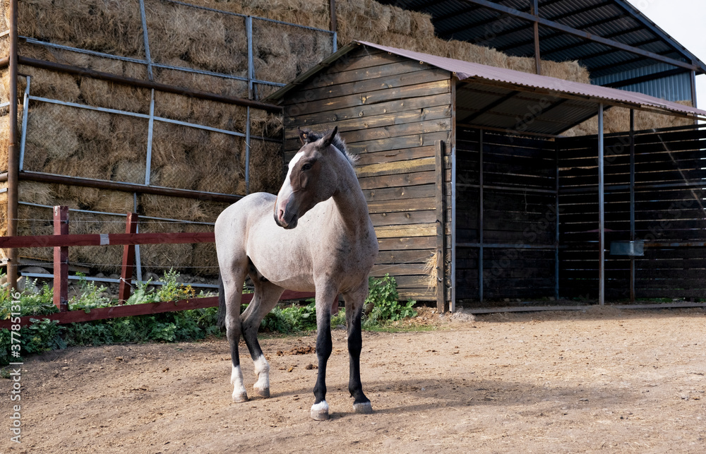 Obraz premium horse and hay