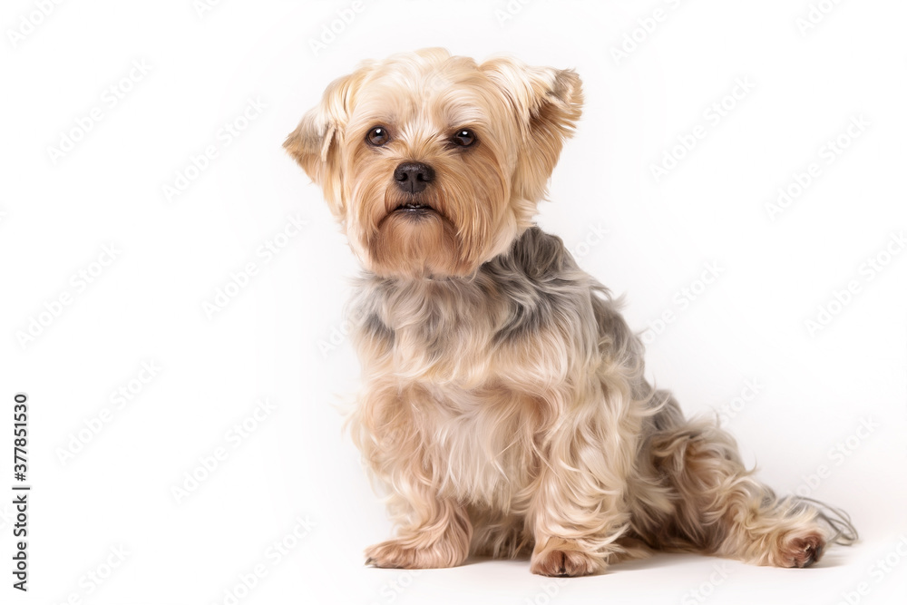 Terrier Terrier
