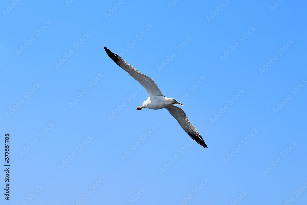 Obraz premium Sea gull carries bread in its beak. Photo taken in Istanbul, Turkey