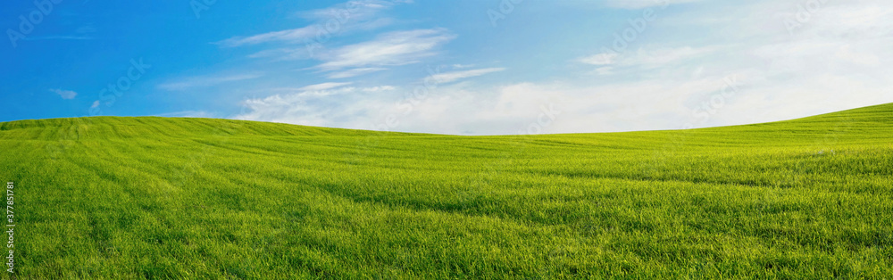 Panoramic natural landscape with green grass field and blue sky with clouds with curved horizon line. Panorama summer spring meadow.