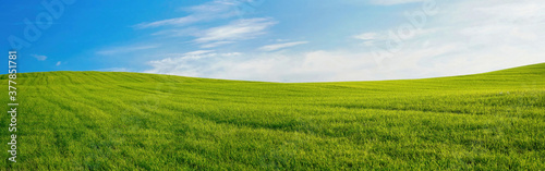 Panoramic natural landscape with green grass field and blue sky with clouds with curved horizon line. Panorama summer spring meadow. © Laura Pashkevich