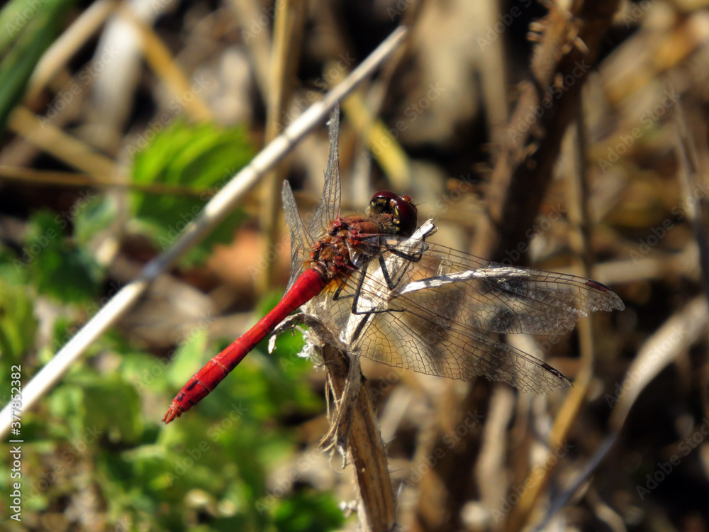 A red dragonfly on a blade of grass with a broken wing. A red dragonfly on a blade of grass with a broken wing.