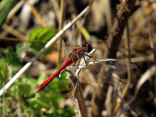 A red dragonfly on a blade of grass with a broken wing.