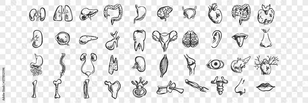 Human organs doodle set. Collection of hand drawn sketches templates patterns of male female liver heart lungs kidney lips tongue nose eyes on transparent background. Anatomical body part illustration