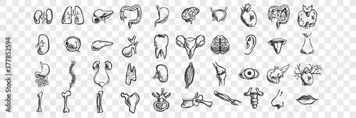 Human organs doodle set. Collection of hand drawn sketches templates patterns of male female liver heart lungs kidney lips tongue nose eyes on transparent background. Anatomical body part illustration