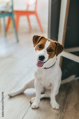 Adorable puppy Jack Russell Terrier lying on a wooden floor.