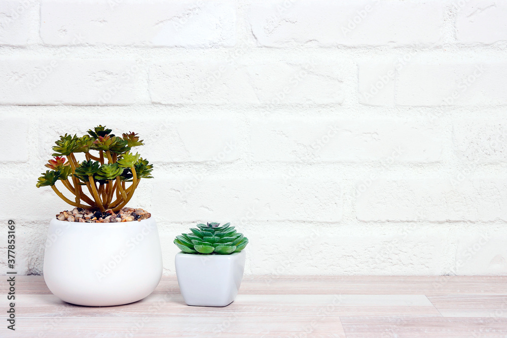 Succulent plants in flowerpot agianst white brick wall. Succulent plants in flowerpot agianst white brick wall.