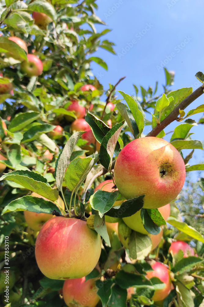 Ripe red apples on tree. Ecological farming of fruit.