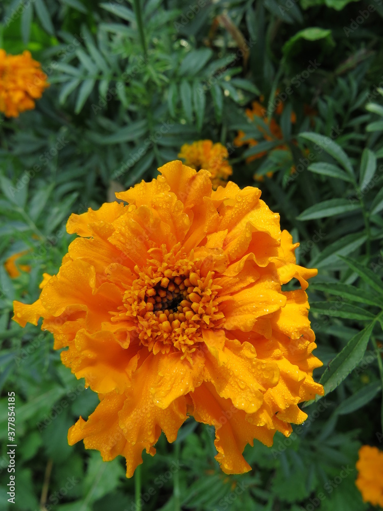 marigold marigold