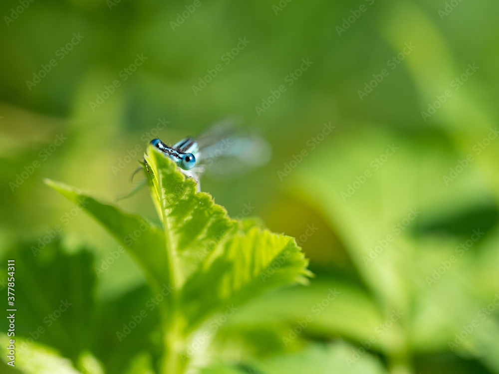White-legged damselfly (Platycnemis pennipes) male hiding on green leaf in sunny summer day White-legged damselfly (Platycnemis pennipes) male hiding on green leaf in sunny summer day