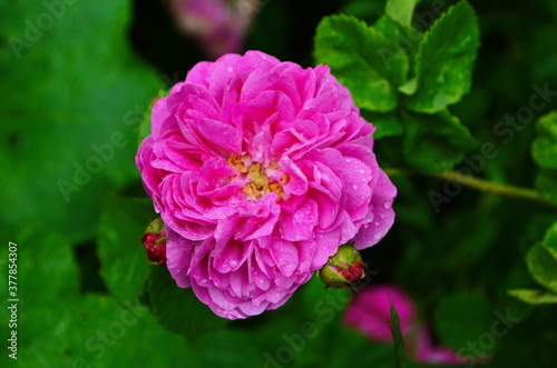 Tea rose growing in the garden with drops of water after rain. It is used for brewing tea. Wallpaper 