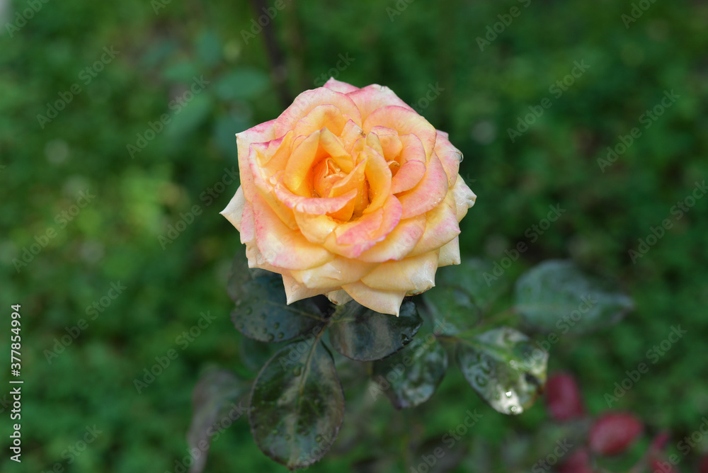 Beautiful multi-colored roses bloom in the garden in the autumn afternoon, with green leaves in the background Beautiful multi-colored roses bloom in the garden in the autumn afternoon, with green leaves in the background